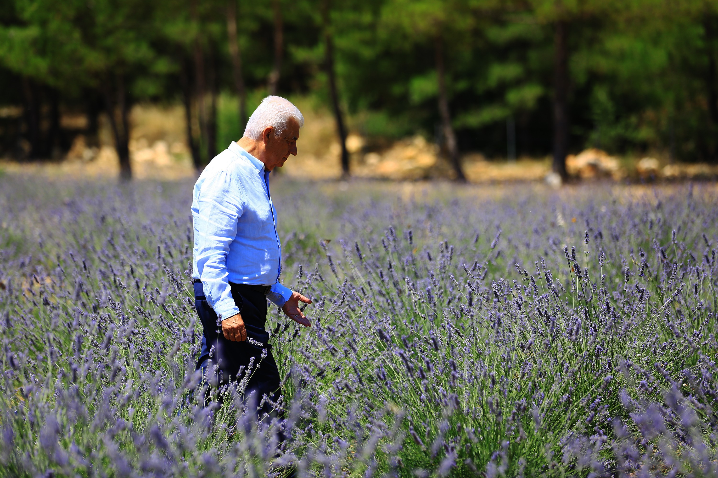 Muğla ‘Koku Vadisi’nde İlk Lavanta Hasadı&nbsp;&nbsp;