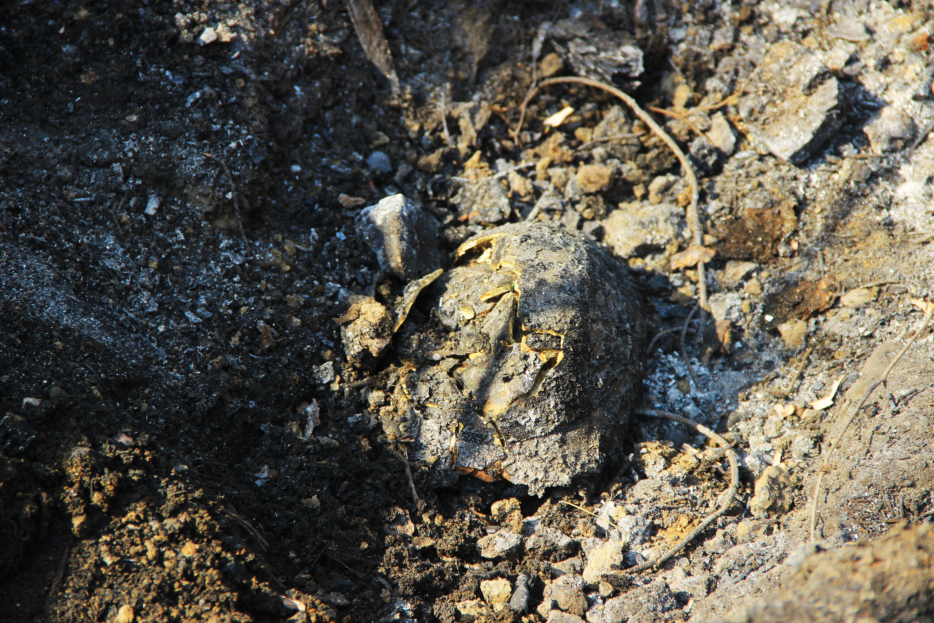 Dalaman Yangınında Ormandaki Canlar Öldü !
