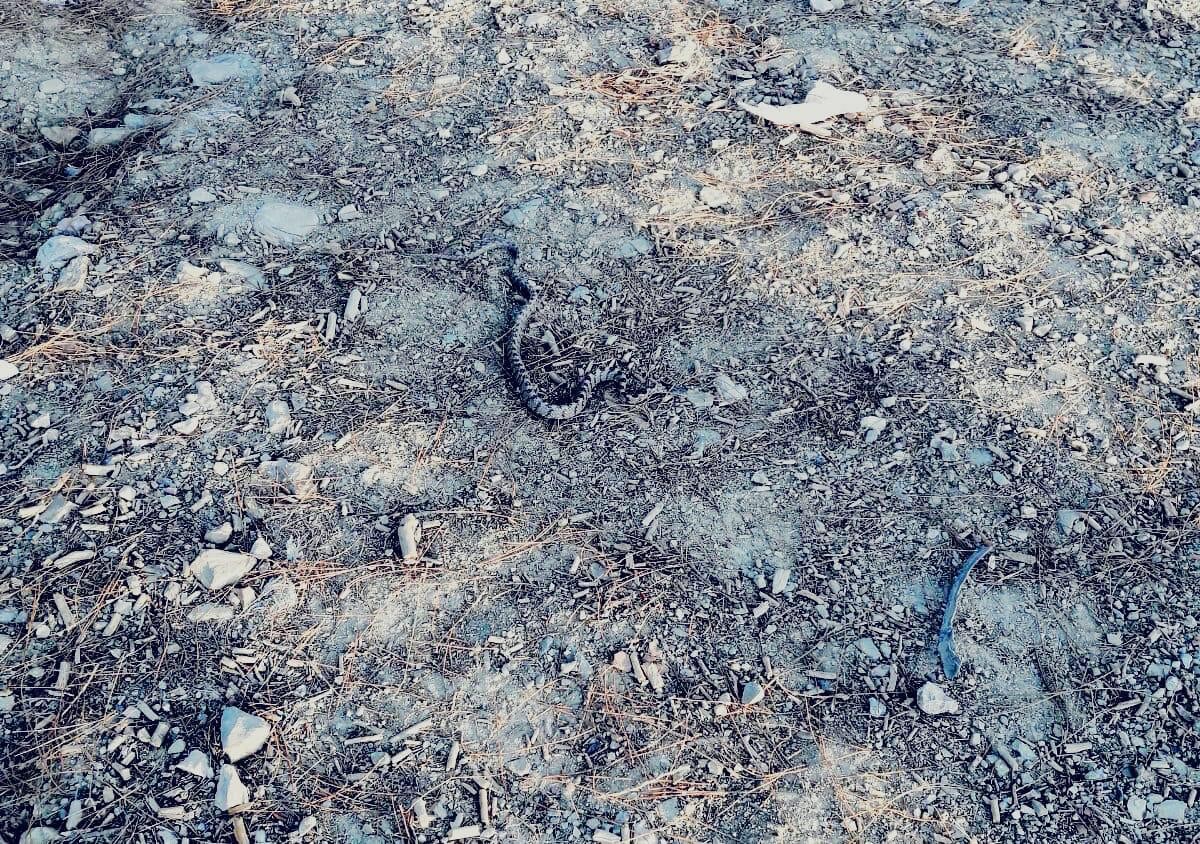 Otomobilin Bagajından Yılan Çıktı&nbsp;&nbsp;