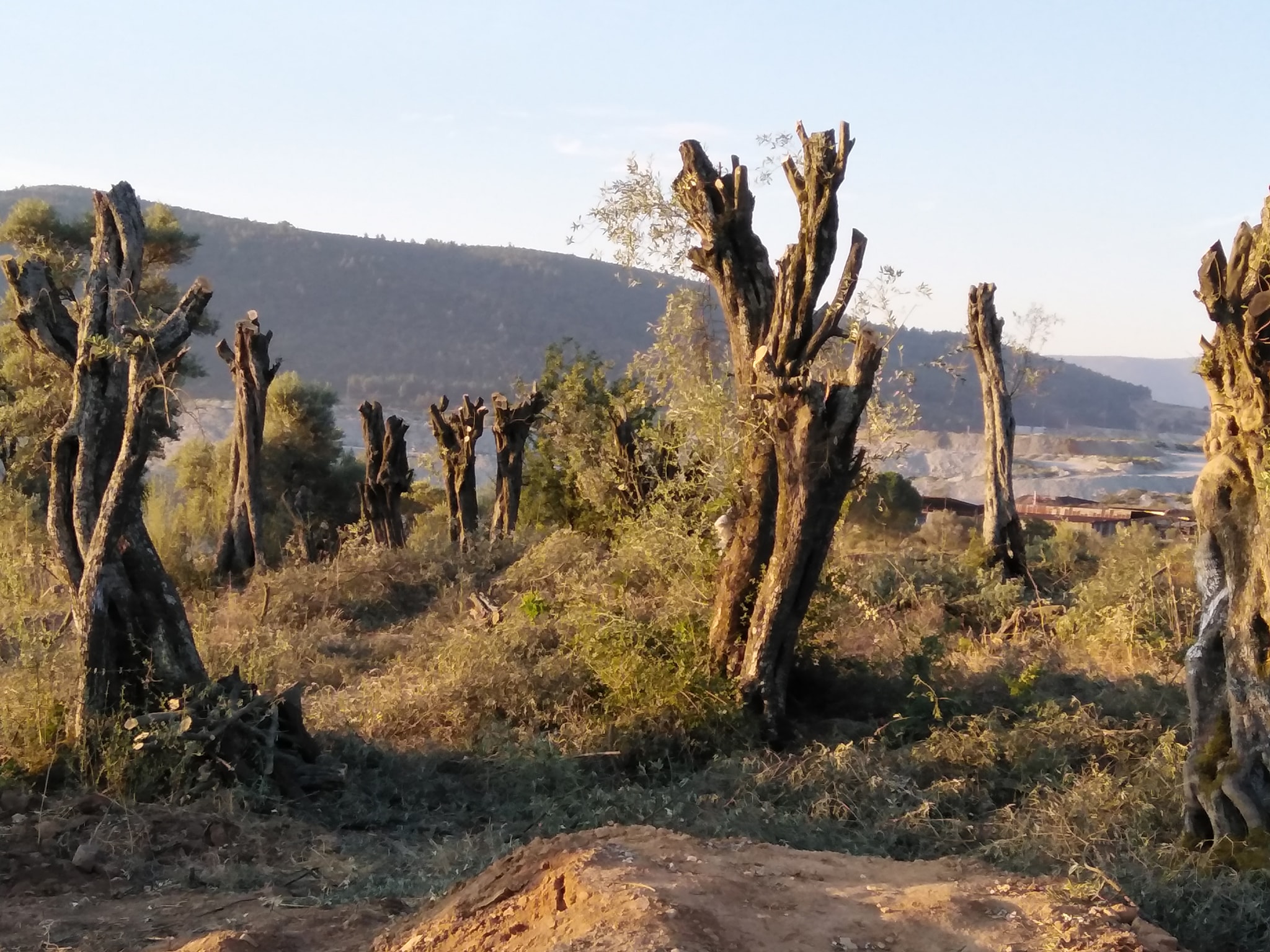 Erol’dan Çarpıcı İddialar: “Zeytinliklerini Satmaları İçin Dönüm Başına 90 Bin TL Teklif Ediliyor”