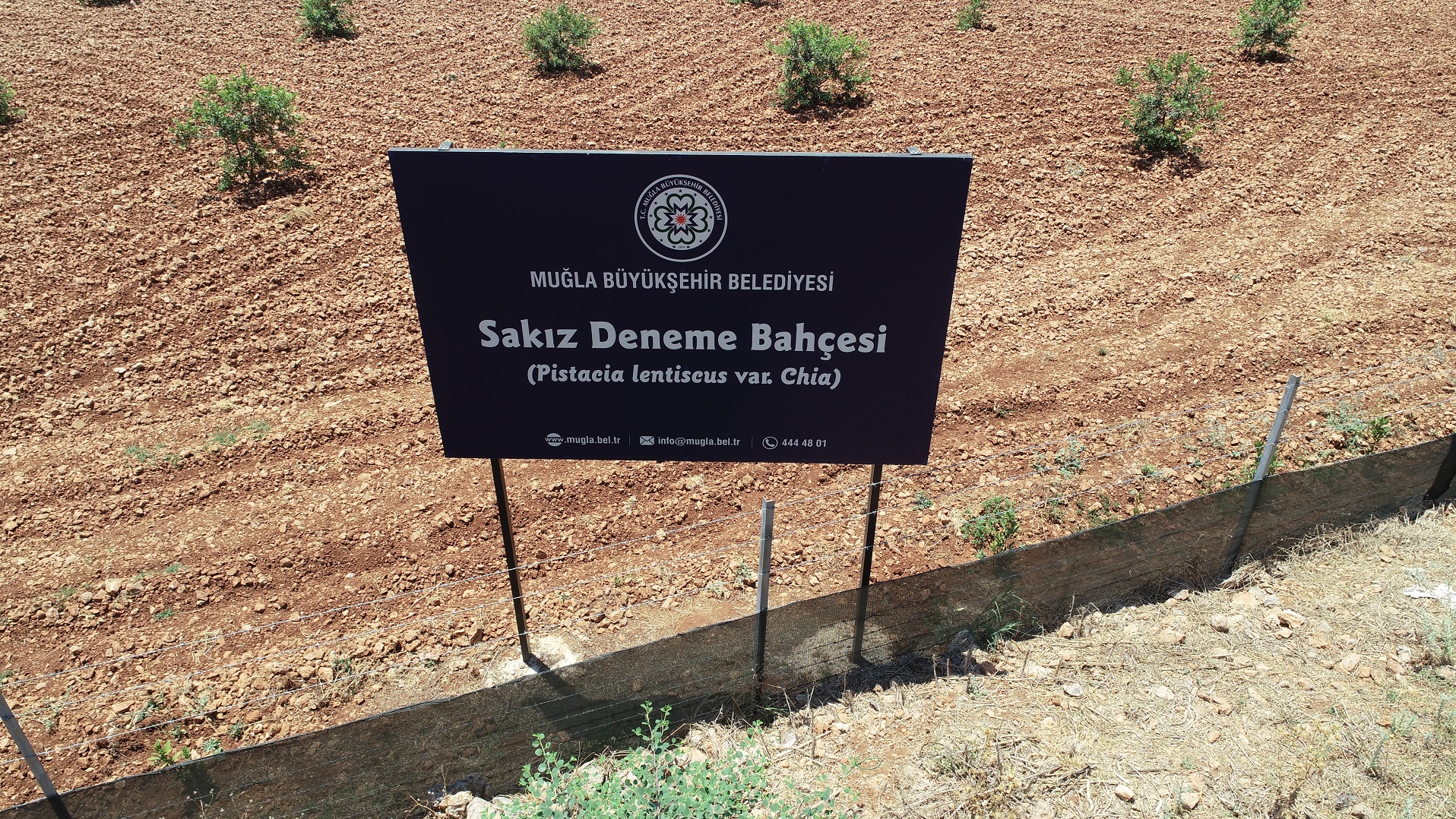 Büyükşehir’den üreticiler için bir alternatif ürün daha ‘Sakız Ağacı’