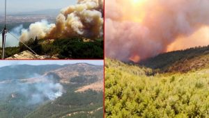 Pakdemirli; “Guinness Rekorlar Kitabına Gireceğiz”