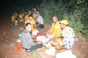 Ormanların Gizli Kahramanları