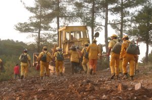 Ormanların Gizli Kahramanları