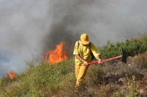 Ormanların Gizli Kahramanları