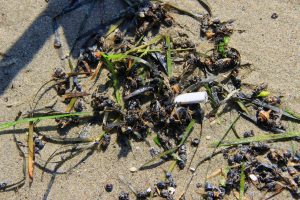 Deli Mehmet Rüzgarı Binlerce Arıyı Telef Etti