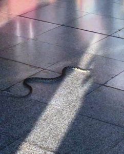 Milas - Bodrum Havalimanı'nda Yılan Paniği Yaşandı