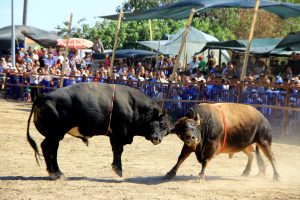 Bakan, Ula'da Boğa Güreşlerine İzledi
