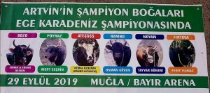 Boğalar Engelliler İçin Güreşecek