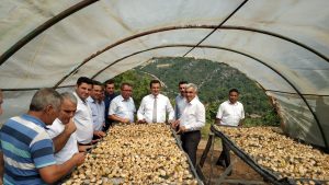 Yılın İlk İncir Hasadı Yapıldı