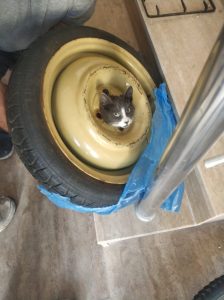 Yedek Lastiğin Jantına Sıkışan Kedi Kurtarıldı