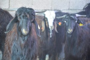 Başkan Gürün “Bundan Sonra Adamlar Irgat, Hanımlar Patron Olacak”