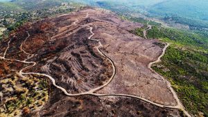 11 Milyon Fidandan 200 Bini Muğla’da Dikilecek