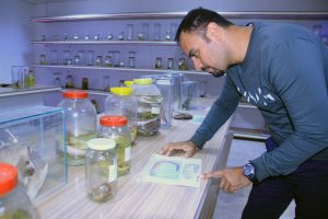 'Balon Balığı' Tehlike Saçmaya Devam Ediyor