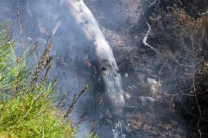 Anız Yangını Ormana Sıçradı