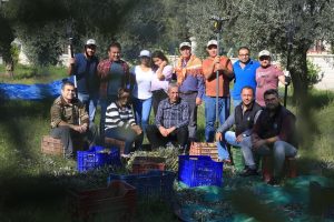 İmece Usulü Zeytin Hasadı Gerçekleştirildi