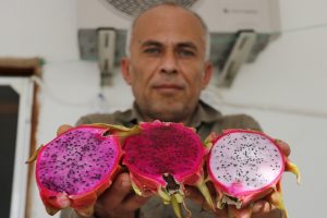 Tropikal Meyve Serası Kurdu