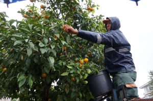 Turunç Meyvesi Halka Dağıtıldı 