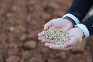 Ata Tohumları Karaova'da Toprakla Buluştu