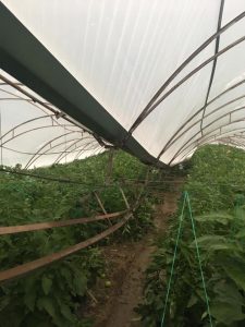 Muğla’da Doğal Afet