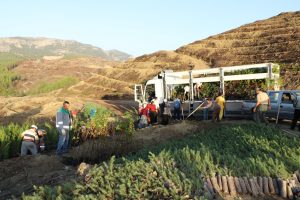 Muğla ve Aydın’da 959 Hektar Orman Yandı