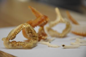 Prof. Dr. Kuleli 'Doğadaki Canlılara Karşı Hayranlık Duyuyorum'