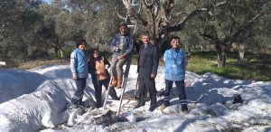 Başkan Tokat, Üreticilerle Birlikte Zeytin Topladı