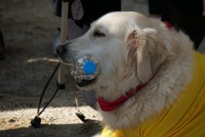 Gönüllüler Çevre Temizliği Yaptı