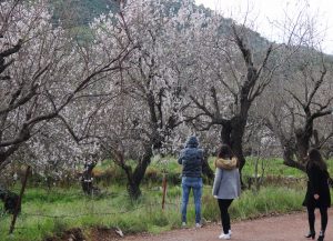 Muğla'da Badem Çiçeği Festivali başladı