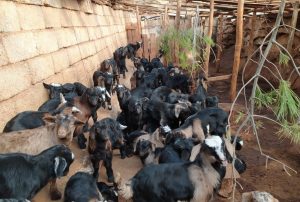 ‘Keçi Sürülerinde Teke Değişimi’ Projesi Takip Ediliyor