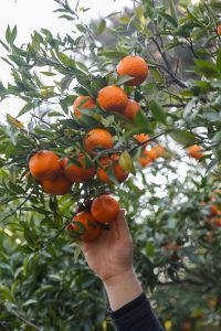 Hasadı yapılan mandalinalar kurutulacak