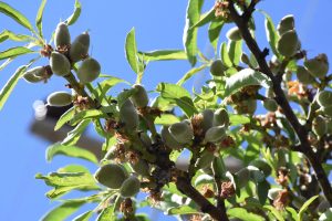 Datça'da mevsimin ilk badem çağlası hasadı başladı