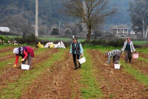 Kadın yönetici, kariyerini bırakıp kuşkonmaz üreticisi oldu