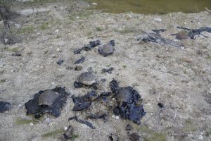 Ziftte hareket etmekte zorlanan köpek ile 5 kaplumbağa kurtarıldı