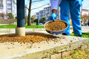Büyükşehirden sokak hayvanlarına mama ve su takviyesi