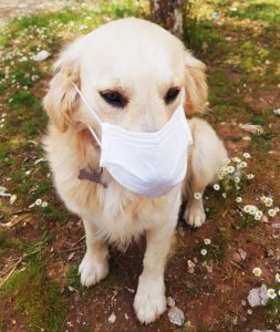 Maske kullanımına dikkat çekmek için köpeğine maske taktı