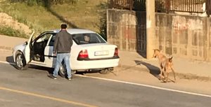 Arabasının arkasında keçiyle ilerleyen sürücü dikkat çekti