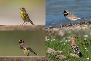 Taşları değil, kuşları ölümsüzleştiriyor