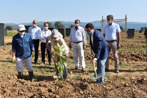 Avokadolar toprakla buluştu