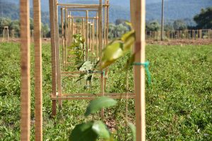 Avokadolar toprakla buluştu