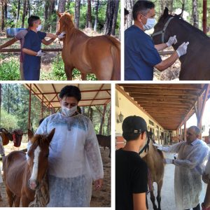 Tırnaklı hayvanlara mikroçip takılacak