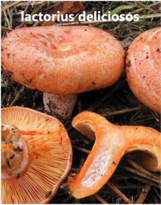 MUĞLA’DA ÇINTAR KÜLTÜRÜ