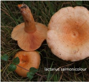 MUĞLA’DA ÇINTAR KÜLTÜRÜ