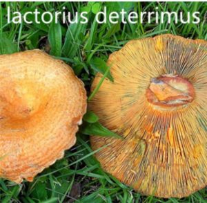 MUĞLA’DA ÇINTAR KÜLTÜRÜ