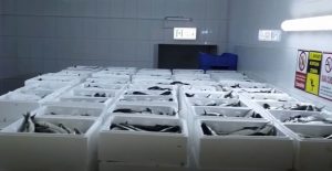 Köyceğiz kefaline Dubai’den talep