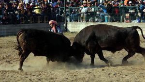 BOĞA GÜREŞİ TEPKİSİ