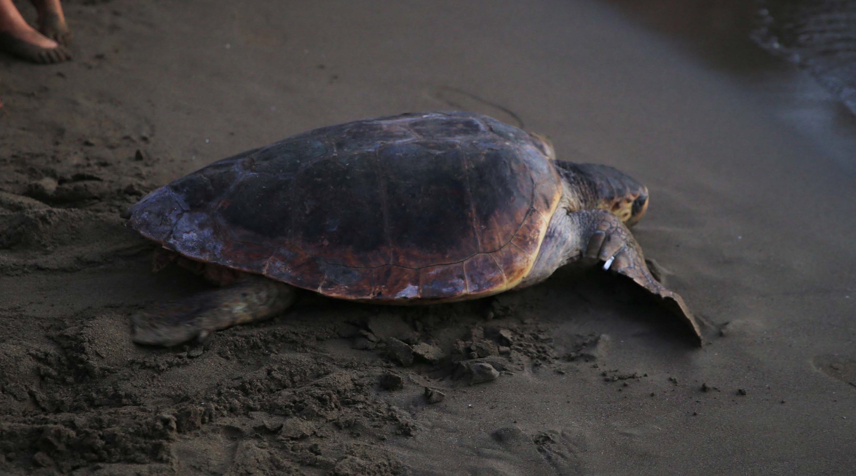 aa-20231105-32669226-32669217-iztuzu-sahilinde-yaklasik-35-bin-caretta-caretta-mavi-sularla-bulustu.jpg