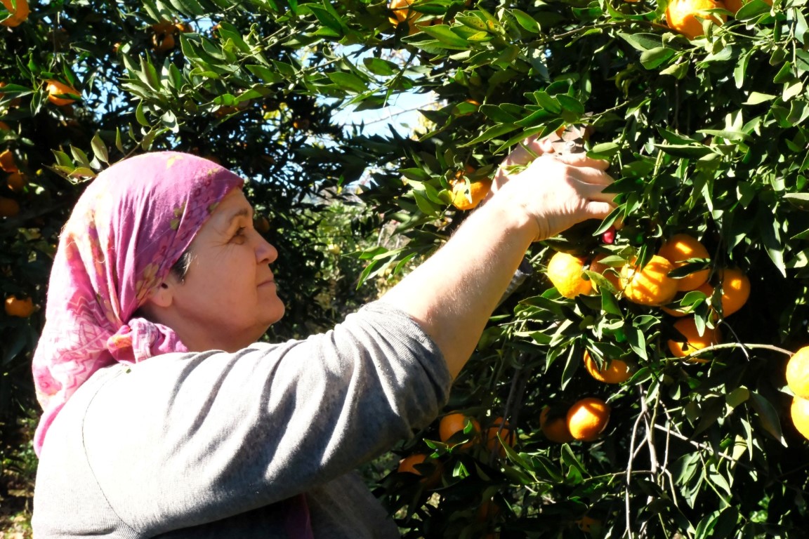 Bodrum Bel Baskan Mandalinci Mandalina Hasadina Katildi (13)
