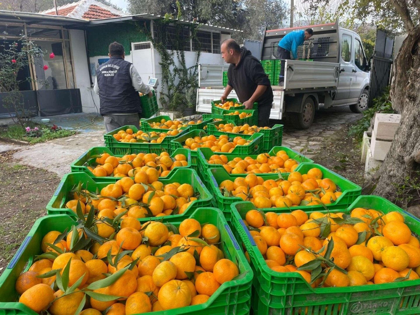 Bodrum Belediyesi Belediye Mandalin Üreticilerinin Yanında (1)