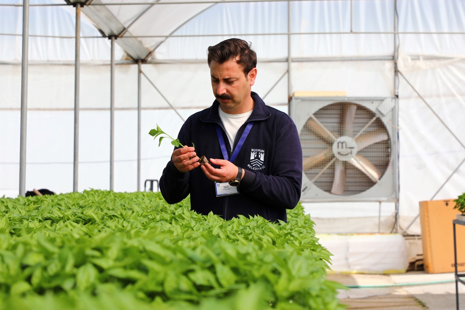 Bodrum Belediyesi Bodrum Belediyesi Belediyeden Ciftciye Yazlik Fide Destegi (5)